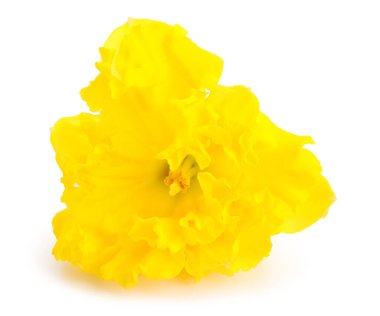 Beyaz arka planda güzel narsisus çiçeği