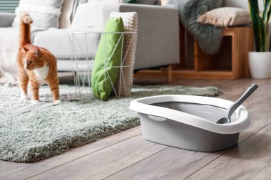 Odadaki kedi için çöp kutusu