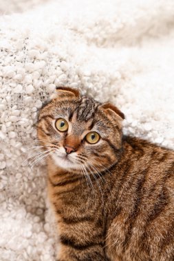Çizgili İskoç kedisi evde