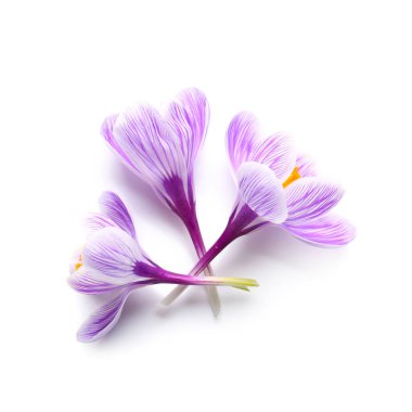 Beyaz arkaplanda izole edilmiş güzel safran çiçekleri