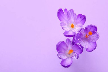 Leylak arkaplanda güzel safran çiçekleri