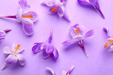 Leylak arkaplanda güzel safran çiçekleri