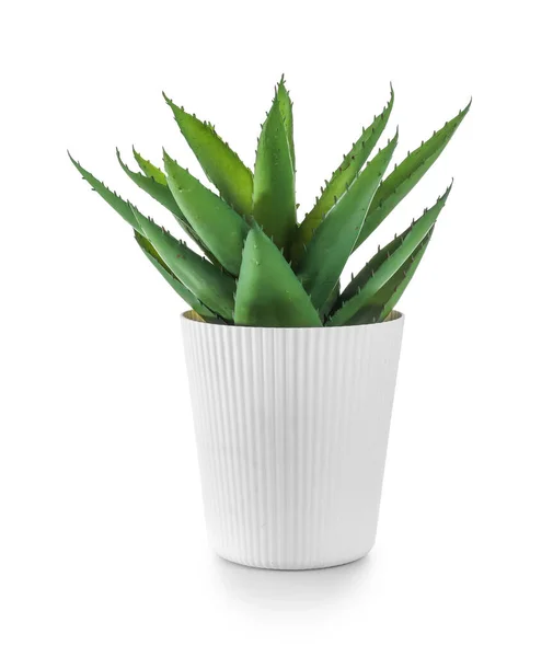 Artificial Aloe White Background — Stock Photo, Image