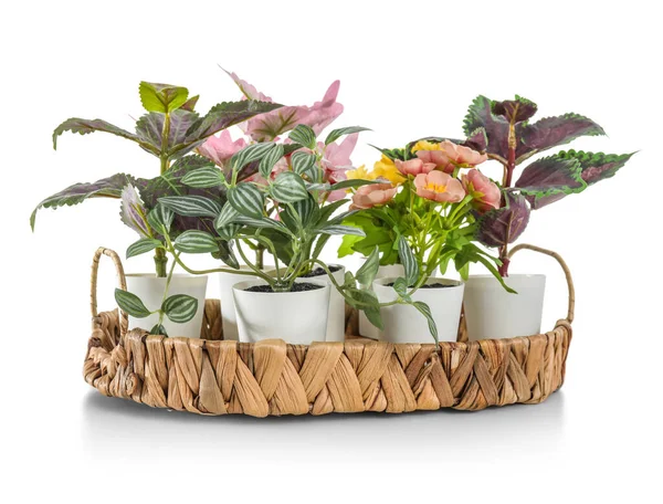 Tray Artificial Plants White Background — Stock Photo, Image