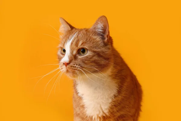 Gracioso Gato Rojo Sobre Fondo Amarillo — Foto de Stock