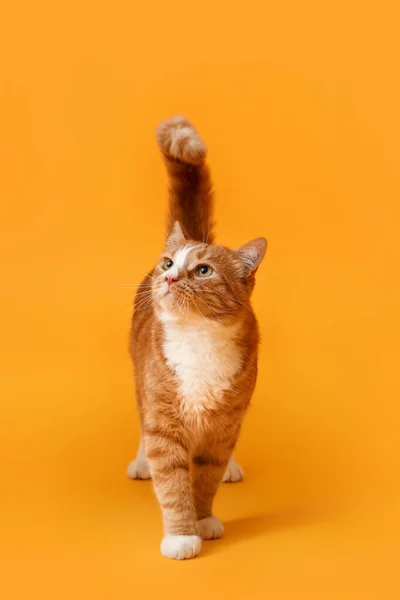 Gracioso Gato Rojo Sobre Fondo Amarillo —  Fotos de Stock