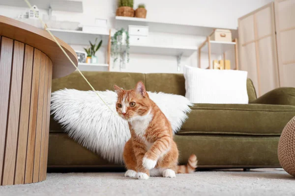 Lustige Rote Katze Spielt Hause Mit Faden — Stockfoto