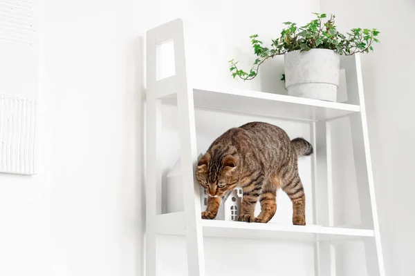 Stock image Curious Scottish fold cat on shelf at home