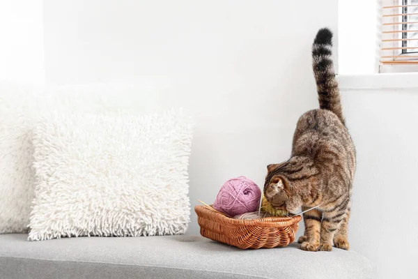 Neugierige Schottin Faltet Katze Und Korb Mit Strickfäden Auf Bank — Stockfoto