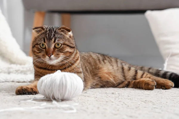 Striped Scottish Fold Cat Lying Carpet Home — Stock Photo, Image