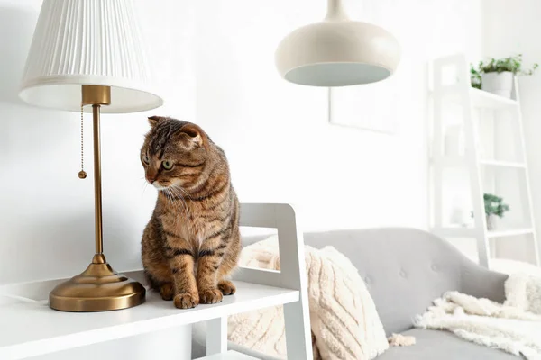 Striped Scottish Fold Cat Shelf Home — Stock Photo, Image