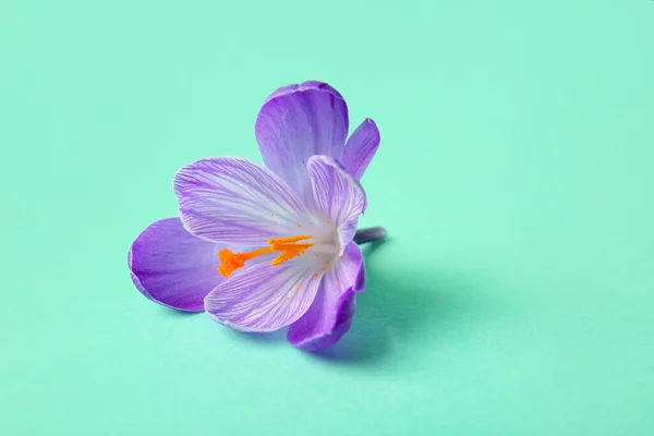 Beautiful Saffron flower on turquoise background, closeup