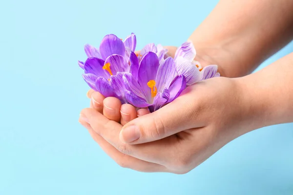 Woman Holding Beautiful Saffron Flowers Blue Background — Stock Photo, Image