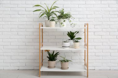 Beyaz tuğla duvarın yanında yeşil çiçekli raf ünitesi