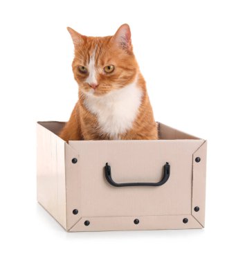 Beyaz arka planda karton kutuda komik kedi