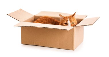 Beyaz arka planda karton kutuda komik bir kedi