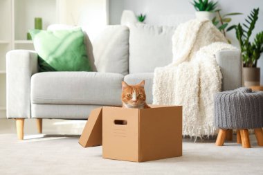 Evde karton kutudaki komik kedi.