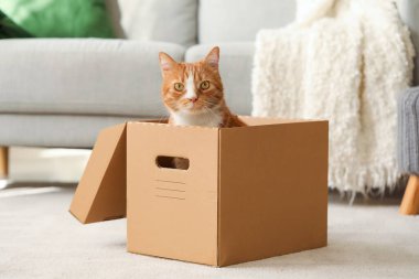 Evde karton kutudaki komik kedi.