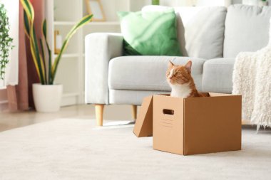 Evde karton kutudaki komik kedi.