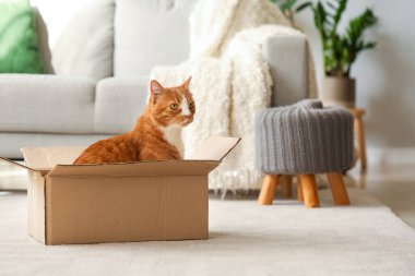 Evde karton kutudaki komik kedi.