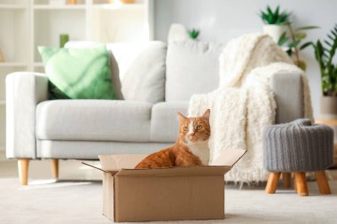Evde karton kutudaki komik kedi.