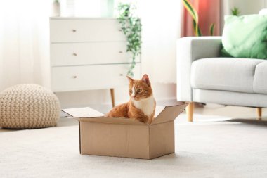 Evde karton kutudaki komik kedi.