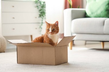 Evde karton kutudaki komik kedi.