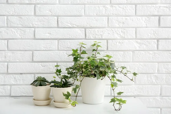 Zielone Rośliny Stole Pobliżu Ściany Białej Cegły — Zdjęcie stockowe