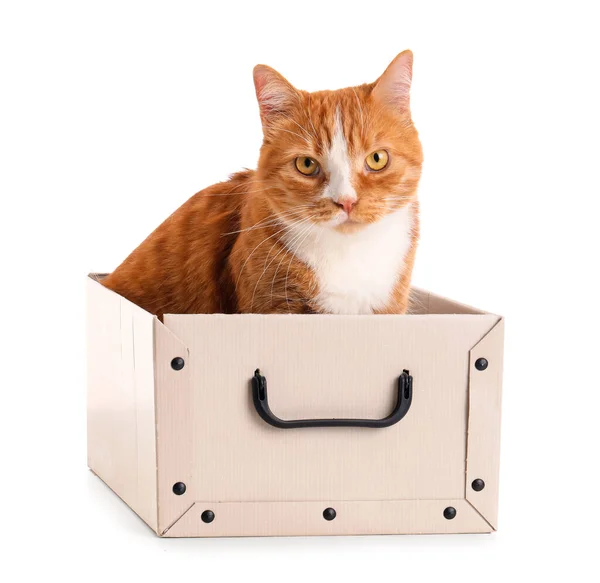 Funny Cat Paper Box White Background — Stock Photo, Image