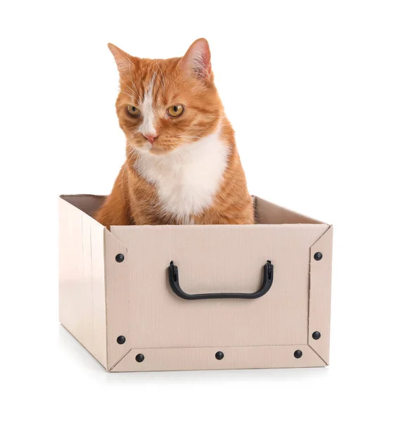 Legrační Kočka Papírové Krabici Bílém Pozadí — Stock fotografie