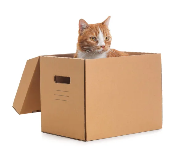白色背景纸板箱里的猫很有趣 — 图库照片