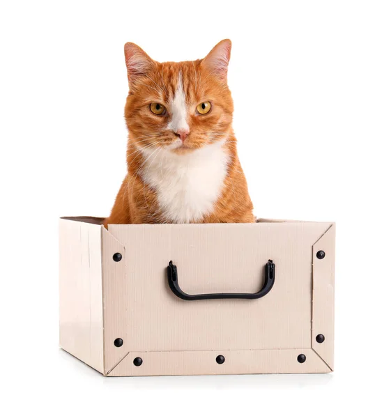 Funny Cat Paper Box White Background — Stock Photo, Image