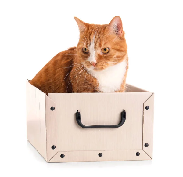 Legrační Kočka Papírové Krabici Bílém Pozadí — Stock fotografie