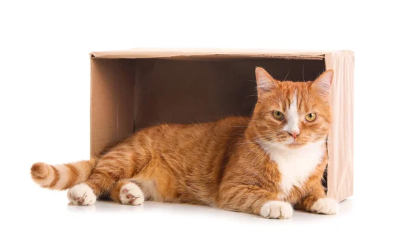 stock image Funny cat with cardboard box lying on white background