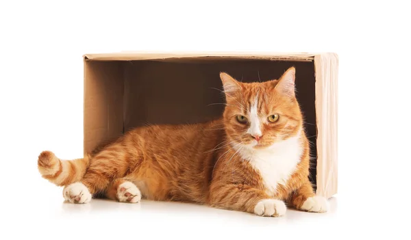 Vtipná Kočka Kartónovou Krabicí Ležící Bílém Pozadí — Stock fotografie