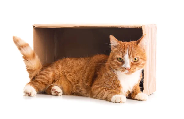 Vtipná Kočka Kartónovou Krabicí Ležící Bílém Pozadí — Stock fotografie