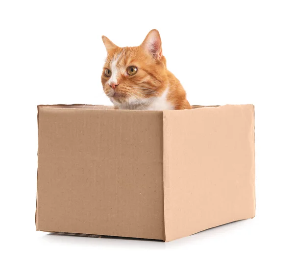 stock image Funny cat in cardboard box on white background