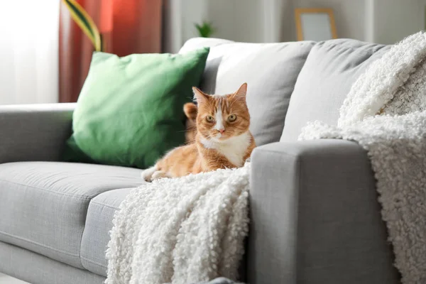 Hauska Kissa Makaa Harmaalla Sohvalla Kotona — kuvapankkivalokuva