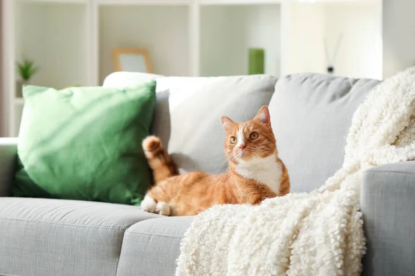 Legrační Kočka Ležící Šedé Pohovce Doma — Stock fotografie