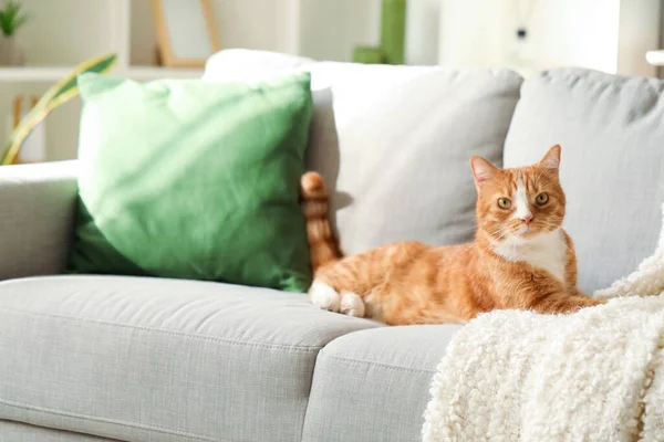 Lustige Katze Liegt Hause Auf Grauem Sofa — Stockfoto