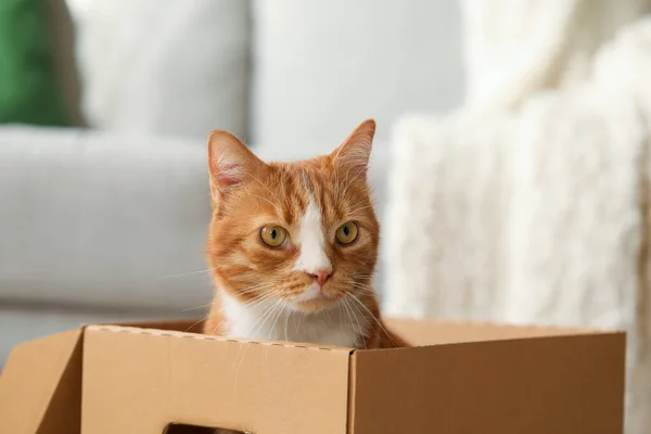 Funny Cat Cardboard Box Home Closeup — Stock Photo, Image