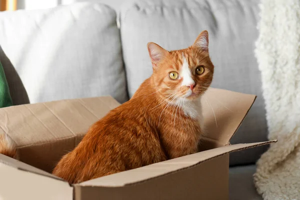 Funny Cat Cardboard Box Sofa Home Closeup — Stock Photo, Image