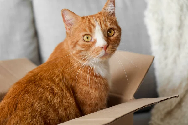 stock image Funny cat in cardboard box on sofa at home, closeup