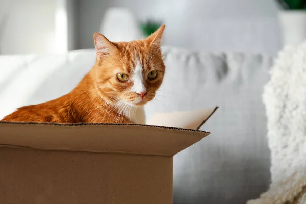 Funny Cat Cardboard Box Sofa Home Closeup — Stock Photo, Image