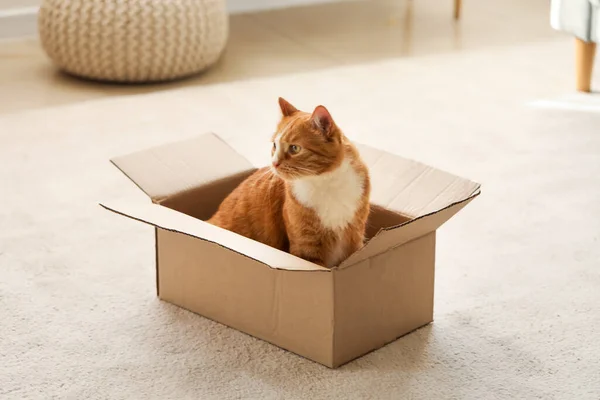 Funny Cat Cardboard Box Home — Stock Photo, Image