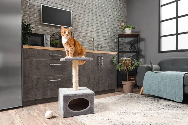 Funny Red Cat Sitting Scratching Post Home — Stock Photo, Image