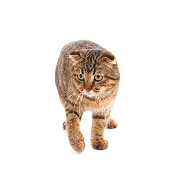 Randig Skotsk Vik Katt Vit Bakgrund — Stockfoto