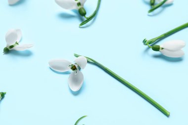 mavi arka plan üzerinde güzel kardelen