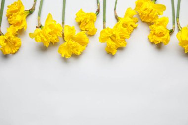 Işıklı arka planda güzel narsisus çiçekleri