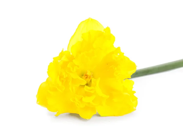 Beautiful Narcissus Flower White Background — Stock Photo, Image